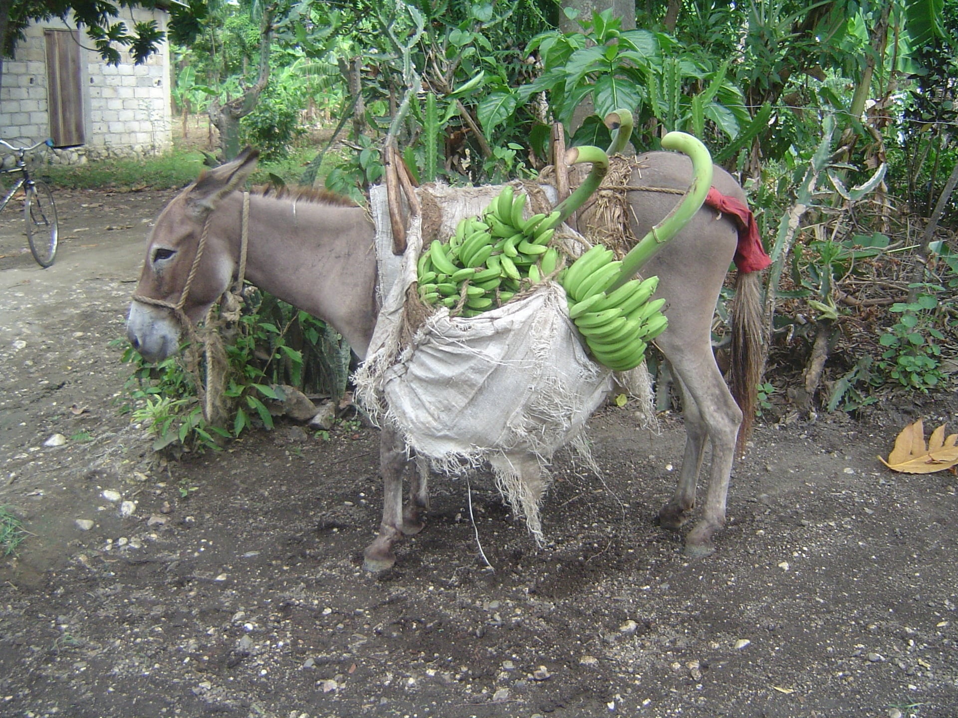 A donkey packs bananas